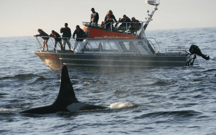 West Coast Aquatic Safaris Tofino