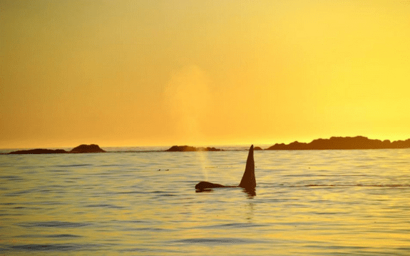 Clayoquot Wild