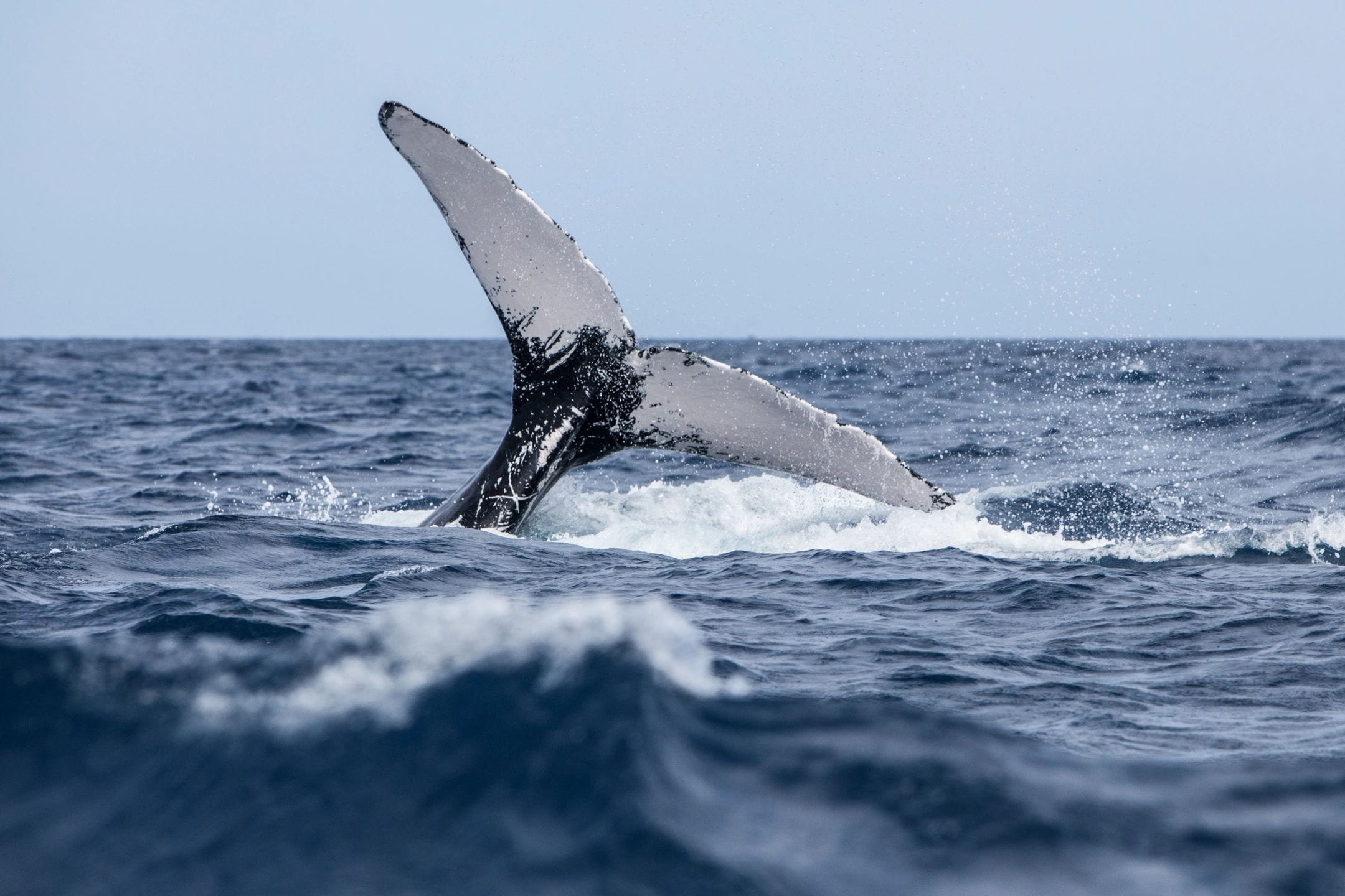 tofino whale watching