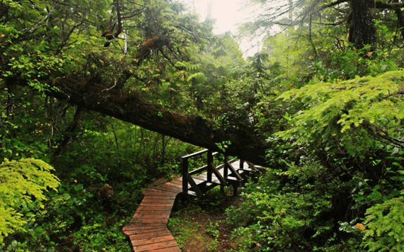 Tofino Trails