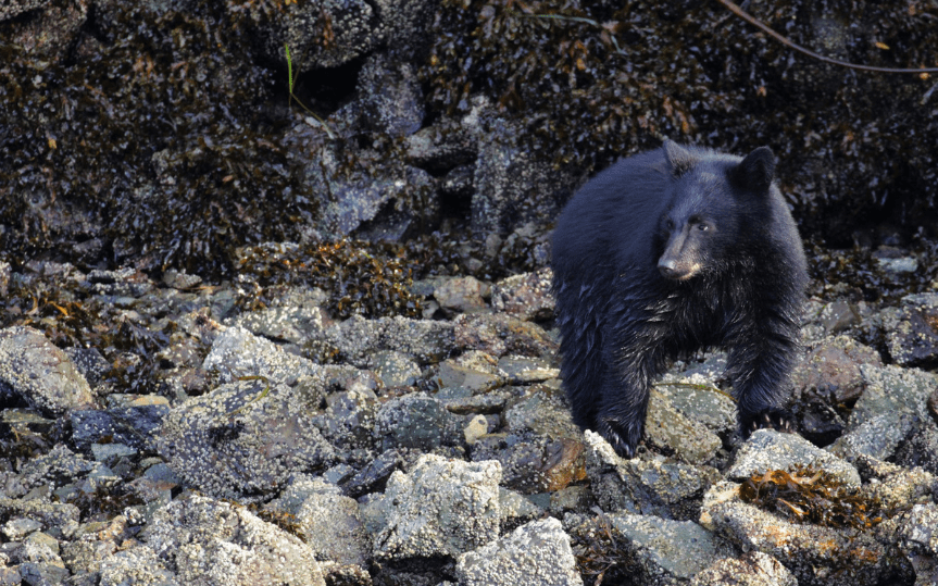 Jamie's Whaling Station