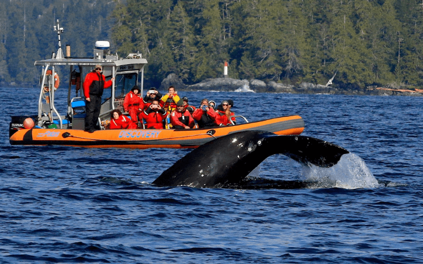 Subtidal Adventures whale watching