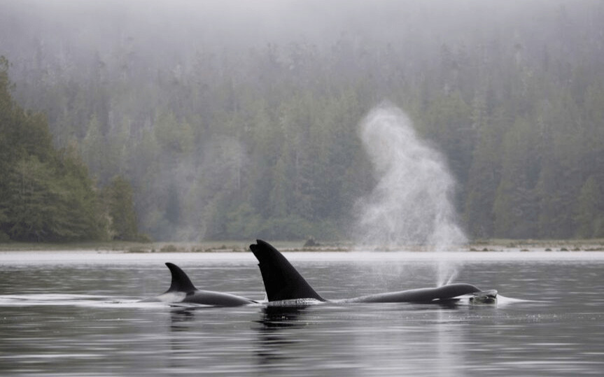 Tofino Resort + Marina Adventure Centre