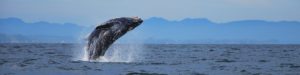 Hello Nature - breaching whale