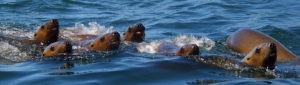 Hello Nature sea lions