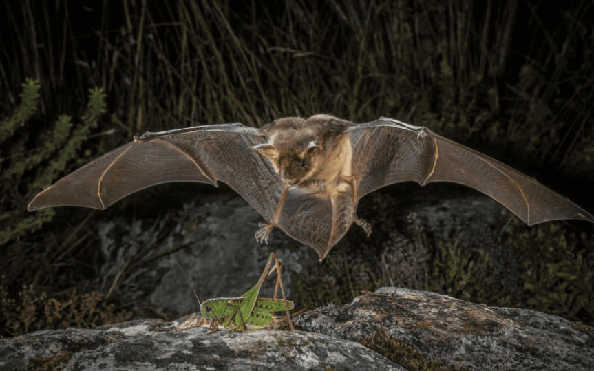 The Magical World of Bats Dr. Merlin Tuttle - Raincoast Education Society
