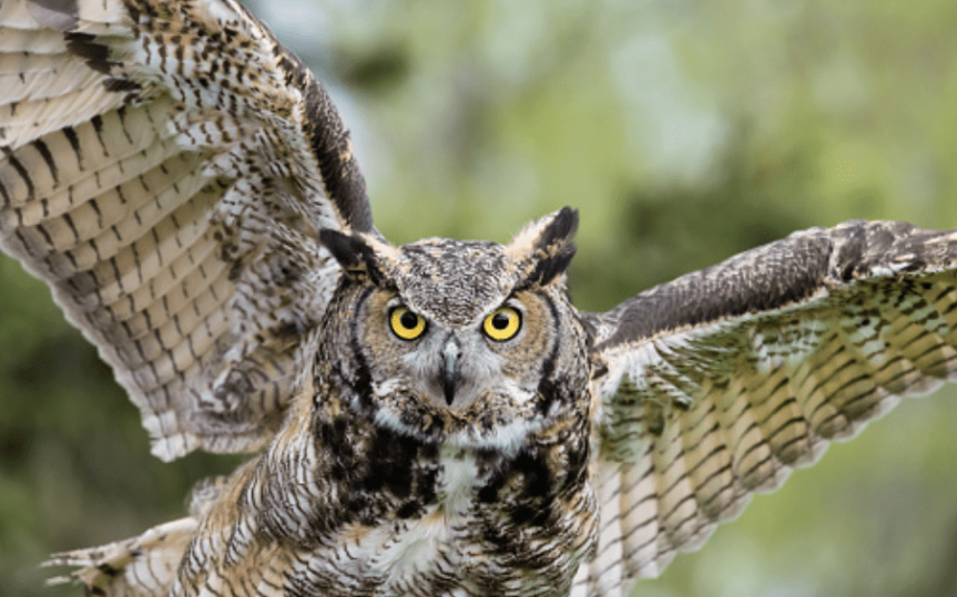 Owls: A Short Tale About Long Ears Dr. James Duncan - Raincoast Education Society