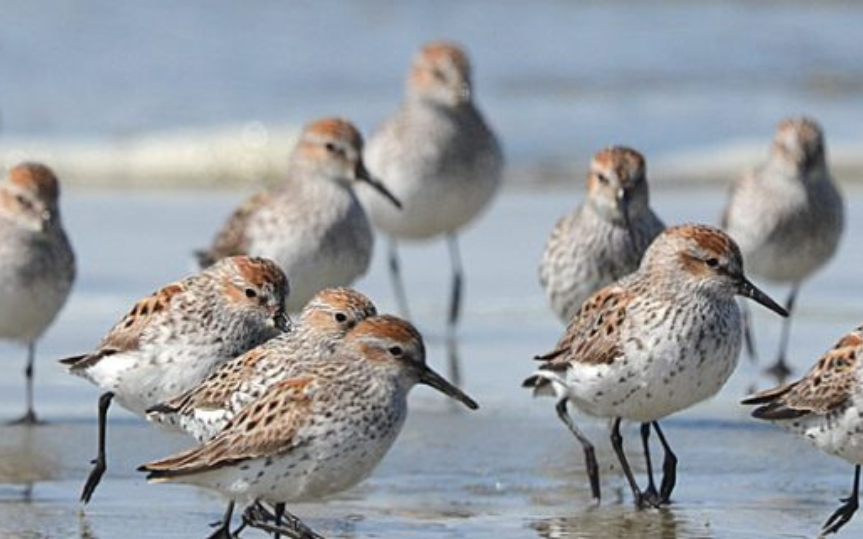 Birding on the Mudflats with Raincoast Education Society at Hotel Zed Tofino