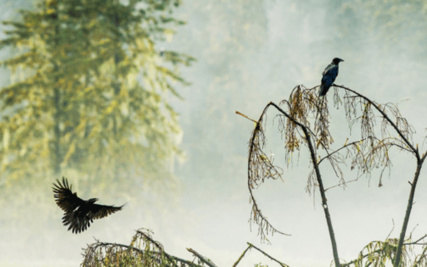 Coastal Rainforest Ecology - Raincoast Education Society