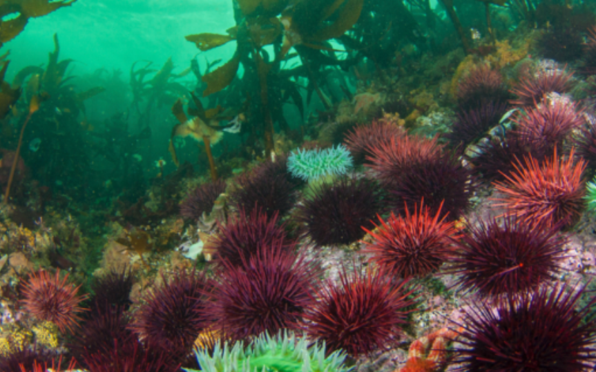 Marine Ecology at the Ucluclet Aquarium - part of the West Coast Ambassador Program