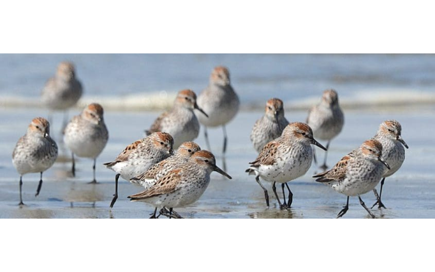 Birding on the Mudflats at Hotel Zed with the Raincoast Education Society